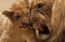 Half Day Rhino and Lion Park Closed Vehicle Game Drive 