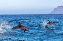 Dolphin House Boat Trip with Snorkeling & Lunch in Marsa Alam