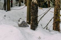 Rovaniemi: Trip to Ranua Zoo with Tickets Included