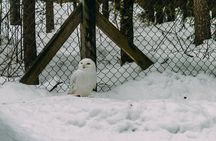 Rovaniemi: Trip to Ranua Zoo with Tickets Included