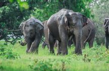 Udawalawe Elephant Safari & Transit Home visit All Inclusive