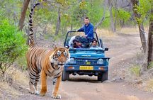 Taj Mahal & Tiger Safari: 2-Day Private Tour from Delhi
