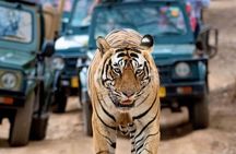 Taj Mahal & Tiger Safari: 2-Day Private Tour from Delhi