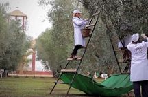 Oleotourism and olive oil tasting in Seville - Private tour