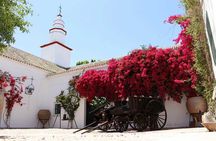 Oleotourism and olive oil tasting in Seville - Private tour