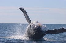Whale Watching Terrigal