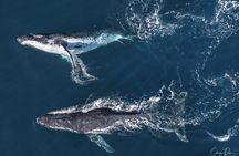 Whale Watching Terrigal