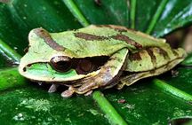 Private Sloth's Rainforest Tour & Llanos Del Cortez Waterfalls