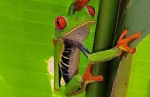 Private Sloth's Rainforest Tour & Llanos Del Cortez Waterfalls