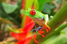 Private Sloth's Rainforest Tour & Llanos Del Cortez Waterfalls