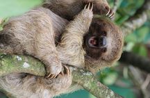 Private Sloth's Rainforest Tour & Llanos Del Cortez Waterfalls