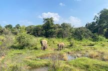 Private Safari Tours in Minneriya National Park