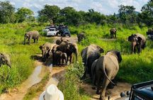 Private Safari Tours in Minneriya National Park