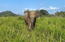 Private Safari Tours in Minneriya National Park