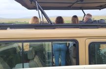 Day Trip To Ol Pejeta Conservancy Rhino And Chimpanzee Sanctuary