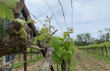 Kefalonia Wine Tour on E-Bikes