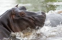 Chobe Day Trip from Victoria Falls