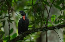 Guided Bird Watching Tour in Monteverde