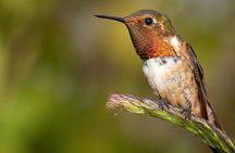 Guided Bird Watching Tour in Monteverde