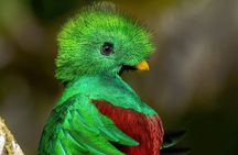 Guided Bird Watching Tour in Monteverde
