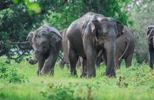 Yala Half Day Safari from Hambantota Port Shore Excursion
