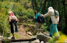 Alpaca Walk & Natural Dye Tour: A Memorable Full Day Experience