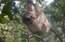 Rainforest Combo – Wildlife, Chocolate & Waterfall Wonders