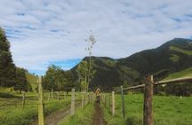 Trekking/Hiking/Acaime Cocora Valley from Pereira/Armenia