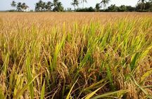 Private Mekong Delta Less Tourist - Coconut Island Tour