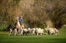 Estancia 25 de Mayo Experience with Dinner from Calafate