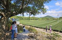 Jeju Shore Excursion for Cruise Passengers: UNESCO & Highlights