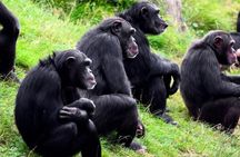 Day Trip To Ol Pejeta Conservancy Rhino And Chimpanzee Sanctuary
