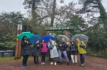 Jeju Private Half-Day Tour for Cruise Customers