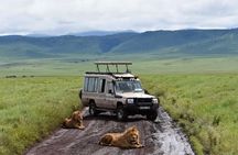 Private Ngorongoro Crater Day Trip Safari from Arusha