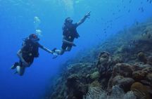 2 guided shore dives in Curacao 