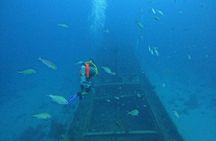 2 guided shore dives in Curacao 