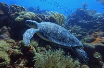 2 guided shore dives in Curacao 