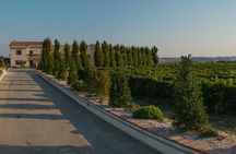 Visit and wine tasting 30 minutes from Pescara