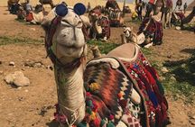 Private ViP all-inclusive Giza Pyramids&Sphinx&Camel ride&Lunch