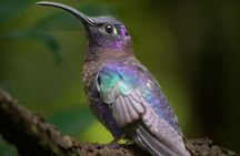First steps into Birding In Monteverde 