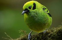 First steps into Birding In Monteverde 