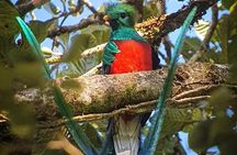 First steps into Birding In Monteverde 
