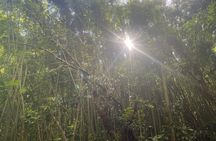 3 Hours Private Hiking and Bushwalking in the Aiea Loop Trail 