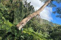 3 Hours Private Hiking and Bushwalking in the Aiea Loop Trail 