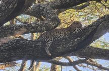 6 Days Memorable Great Migration Tour in Mara Crossing