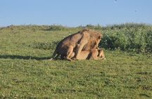 6 Days Memorable Great Migration Tour in Mara Crossing
