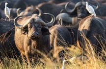 6 Days Memorable Great Migration Tour in Mara Crossing