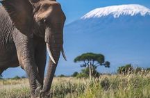Safari in Tsavo and Amboseli for 5 Days and 4 Nights 