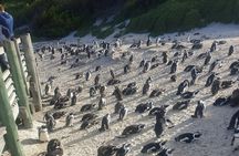 Table Mountain, Penguins and Cape Point Sharing GroupTour