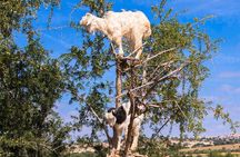Agadir 3-in-1 Tour: Goats on Trees Souk El Had Crocoparc Tickets